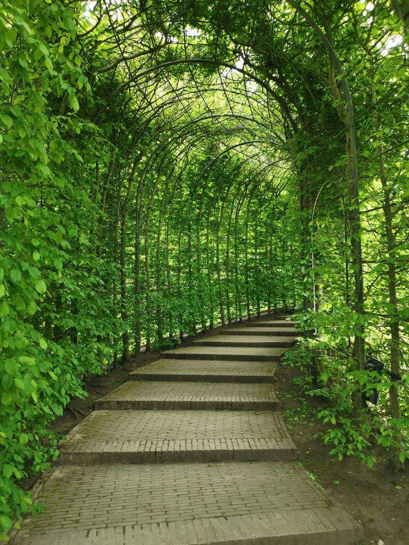 Maple Leaf Garden Care 10