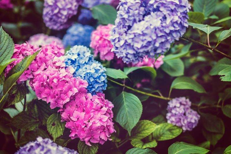 Lawn and garden maintenance
